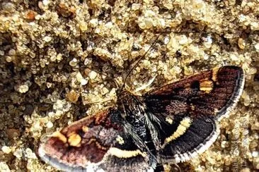 Pyrausta porphoyraus jigsaw puzzle