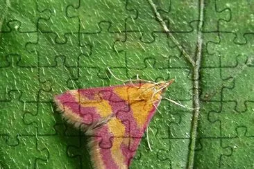 Pyrausta sanguinalis