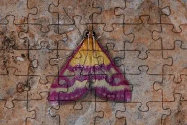 Pyrausta virginalis jigsaw puzzle