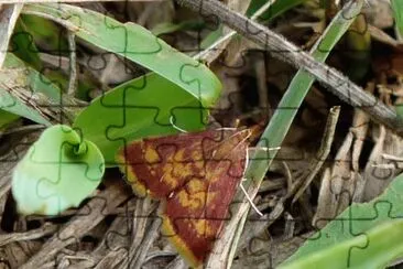 Pyrausta acrionalis jigsaw puzzle