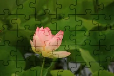 OK jigsaw puzzle