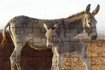 Tutte le razze jigsaw puzzle