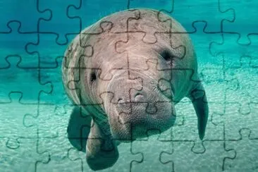 MANATI jigsaw puzzle