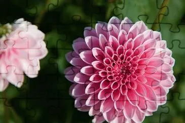 פאזל של Dahlia