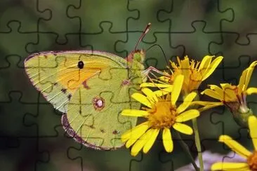 Colias crocea