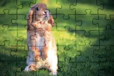 CONEJO jigsaw puzzle