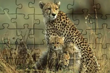 CHITA jigsaw puzzle