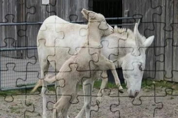 Spagnolo bianco jigsaw puzzle