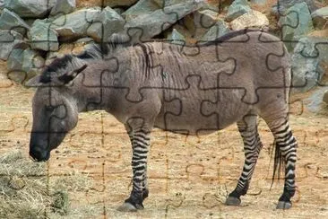 Zebrasino