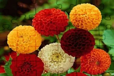 Beautyful Dahlia 's jigsaw puzzle