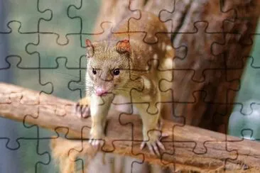 quoll tigre jigsaw puzzle