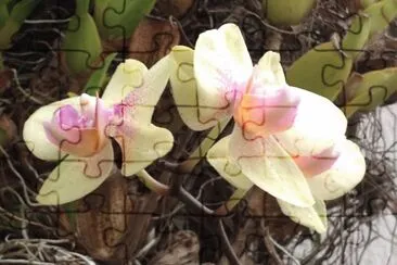 orquideas jigsaw puzzle