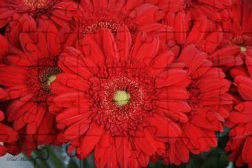 gerbera