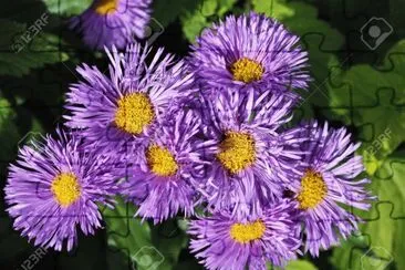 Aster