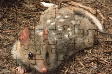 Quoll orientale jigsaw puzzle