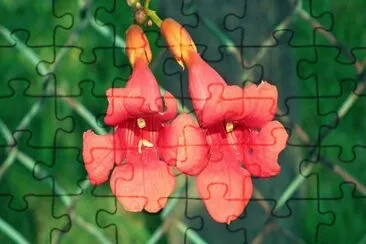 OK jigsaw puzzle