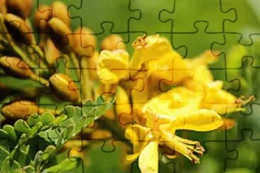 OK jigsaw puzzle