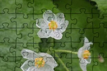 OK jigsaw puzzle