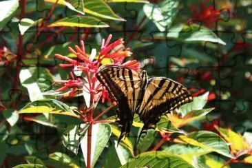 Butterfly on Firebush