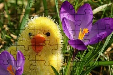 Cute Little Chick in Crocus Garden