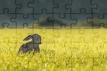 Top jigsaw puzzle