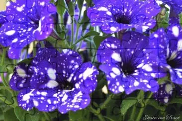 Gorgeous Night Sky Petunias