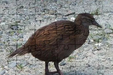 Weka occidentale