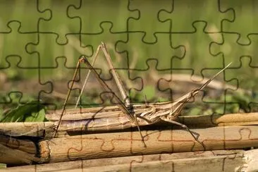 Acrida cinerea jigsaw puzzle