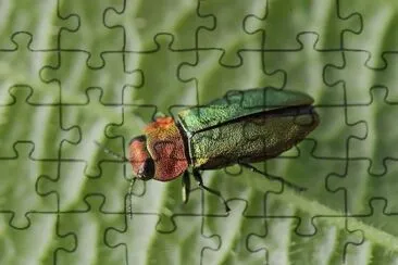 Anthaxia nitidula jigsaw puzzle