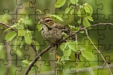 Tessitore passerino capocastano