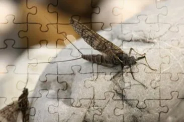 Hepta geniidae jigsaw puzzle