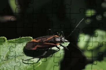 Capsodes infuscatus jigsaw puzzle