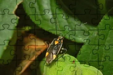 Capsodes flavomarginatus jigsaw puzzle