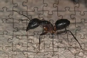 Camponotus barbaricus jigsaw puzzle