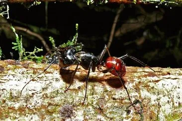 פאזל של Camponotus gigas