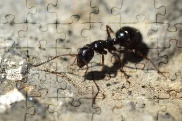 Camponotus piceus