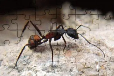 Camponotus cruentatus jigsaw puzzle