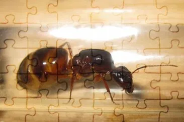 Camponotus nylanderi