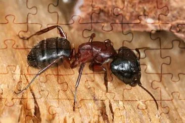 Camponotus ligniperda