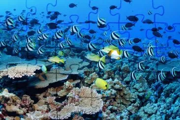 Hawaii Reefs