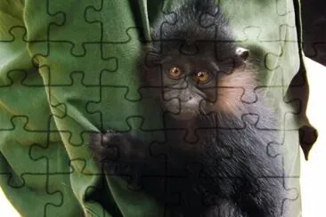 Mangabey jigsaw puzzle