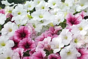 petunias