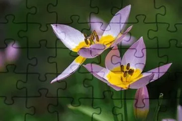 OK jigsaw puzzle