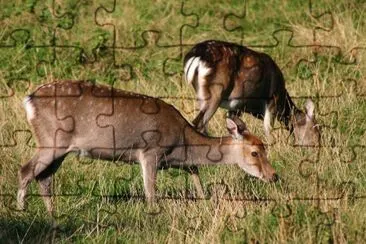 Cervo sika jigsaw puzzle