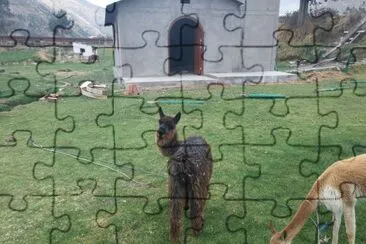 Lhamas jigsaw puzzle