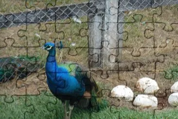 Pavão