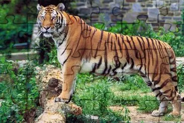 Tigre del bengala jigsaw puzzle