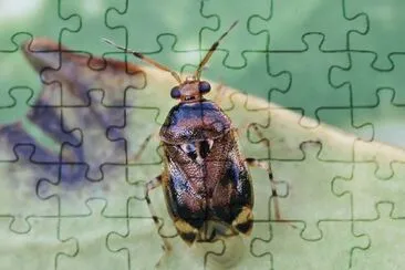 Deraeocoris puntulatus