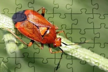 Deraeocoris olivaceus jigsaw puzzle