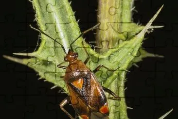 Deraeocoris ruber jigsaw puzzle